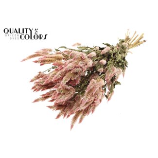 QC Celosia Dried per bunch Natural Light Pink