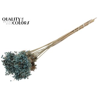 QC Mini Knopfblumensträußchen auf Stiel | Farbe: Hellblau | Mini Button Einstecker | Länge ± 50 Zentimeter | 10 Einstecker pro Bund