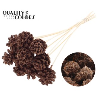 QC Pomme de pin sur bâton | Couleur : Brun Sciure | Diamètre 5 - 7 centimètres | Longueur ± 50 centimètres | 10 piques par bouquet