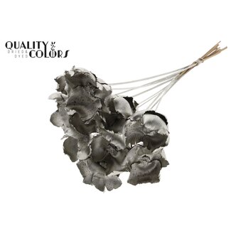 QC Palm Cup séchée sur tige | Couleur : Platine | Longueur ± 50 centimètres | 10 tiges par bouquet
