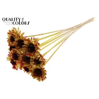 QC Shola Houten Madelief Zonnebloem op stok | Kleur: Gespetterd Geel Rood | Shola Daisy Sunflower Bijsteker | Diameter bloem 6 centimeter | Lengte bijsteker ± 50 centimeter | 10 bijstekers per bos