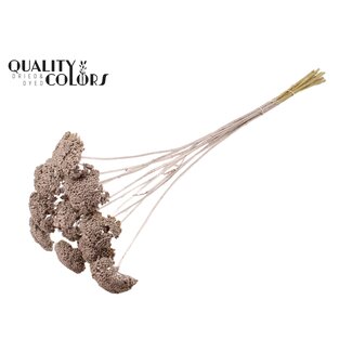 QC Gedroogd Duizendblad | Kleur: Champagnekleurig | Achillea Droogbloemen | Diameter ± 2 - 4 centimeter | Lengte ± 60 centimeter | 15 stelen per bos | Per bos