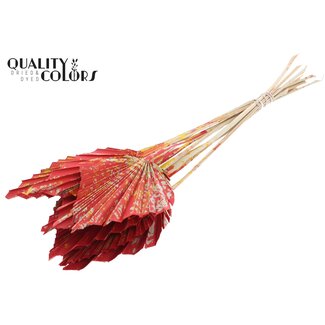 QC Getrockneter Palmenspeer | Farbe: Mehrfarbig Rot | Palmblätter in Speerform | Länge ± 50 Zentimeter | 10 Zweige pro Bund | Pro Bund