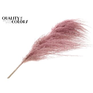 QC Gedroogde Pampas Pluimen | Kleur: Frosted Lichtroze | Lengte ± 175 centimeter | Per pluim