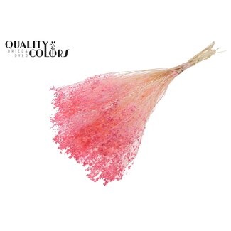 QC Gebleekte Gedroogde Broom Bloom | Kleur: Roze | Brem Droogbloemen | Lengte ± 50 centimeter | Gewicht 100 gram | Per bos