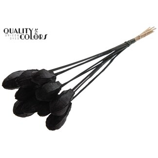 QC Mahogany Seed Pod on Stick | Colour: Black | Swietenia Mahogany Dried Fruit Stick | Stick Length ± 50 centimetres | 10 sticks per bunch