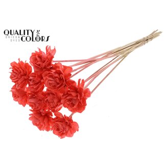 QC Shola Dahlia op stok | Kleur: Koraalkleurig | Shola Dhalya | Diameter 6 centimeter | Lengte ± 50 centimeter | 10 bijstekers per bos | Per bos