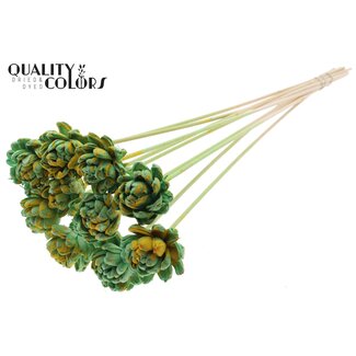 QC Shola Houten Roos op stok | Kleur: Gespetterd Mintgroen Geel | Shola New Beauty Rose Bijsteker | Diameter roos 6 centimeter | Lengte bijsteker ± 50 centimeter | 10 bijstekers per bos