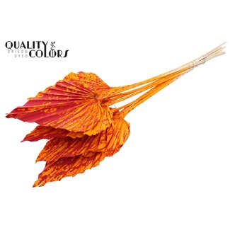 QC Dried Palm Spear | Colour: Speckled Orange Red | Palm Leaves in Spear Shape | Length ± 55 centimetres | 10 stems per bunch | Per bunch