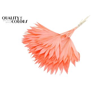 QC Gedroogde Gebleekte Palm Sun | Kleur: Koraalkleurig | Palmbladeren in Waaiervorm | Lengte ± 50 centimeter | 10 takken per bos | Per bos