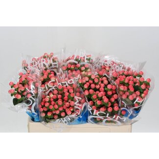 Freshy Hypericum Coco Tiamo