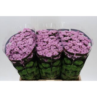 Freshy Chrysant santini Rossi Pink