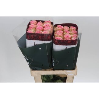 Freshy R Eq Esperance