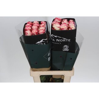 Freshy R Eq Sweetnesse