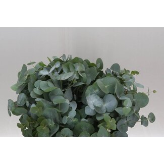 Freshy Eucalyptus Cinerea 200gr Short (p. bos)