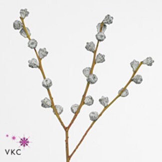 Freshy Eucalyptus Populus Bes Abs Red 300gr (p. bos)