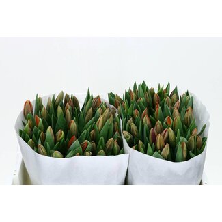 Freshy Tulp enkel Prinses Irene