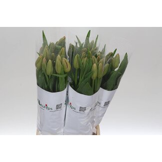 Freshy Tu. En Renown (frans)