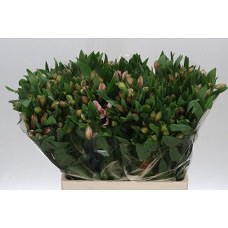 Freshy Alst.kort Pink Floyd