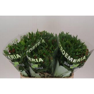 Freshy Alstroemeria Fl Noa