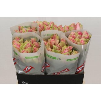 Freshy Rosa Belle Rose