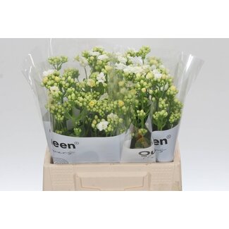 Freshy Kalanchoe “Crystal White Meadow” | Kleur: Wit | Lengte ± 40 centimeter | Per 10 stelen