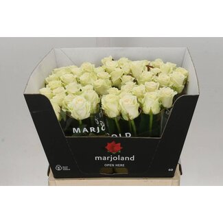 Freshy Rosa Dolomiti