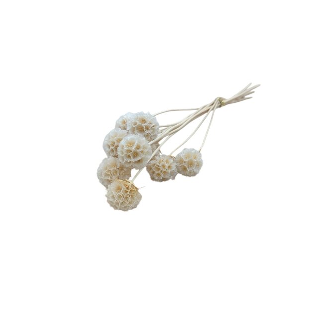 Wit gebleekte Scabiosa droogbloemen | Lengte ± 30 centimeter | Per 10 takken