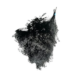 Casa Alegria Black Broom Bloom dried flowers | Length ± 55 centimetres | Weight 125 grams