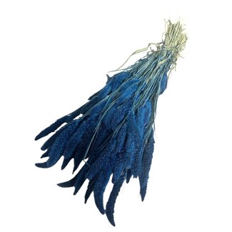 Dutch Dried Dark blue Setarea dried flowers | Length ± 70 centimetres | Weight ± 150 grams