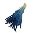 Dark blue Setaria dried flowers | Length ± 70 centimetres | Weight ± 150 grams