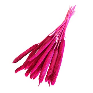 Casa Alegria Fuchsia Babala droogbloemen | Lengte ± 65 centimeter | Per 15 takken