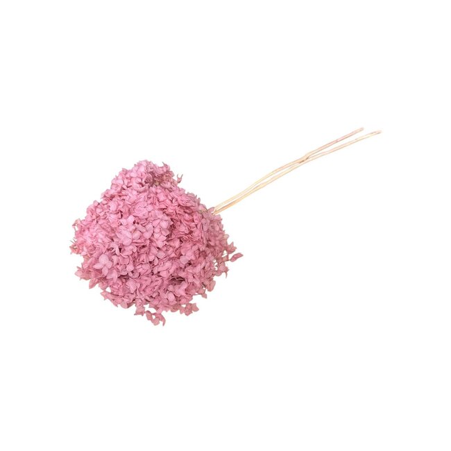 Pink Bleached Hydrangea Cabeza | Preserved Hydrangea | Length ± 70 grams | Per piece