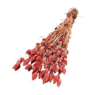 Dutch Dried Lachsrosa Phalaris Trockenblumen | Länge ± 65 Zentimeter | Gewicht ± 175 Gramm