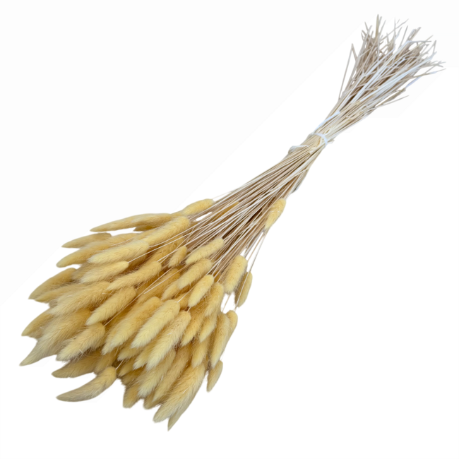 Champagne-coloured Lagurus dried flowers | Length ± 70 centimetres | Weight ± 100 grams