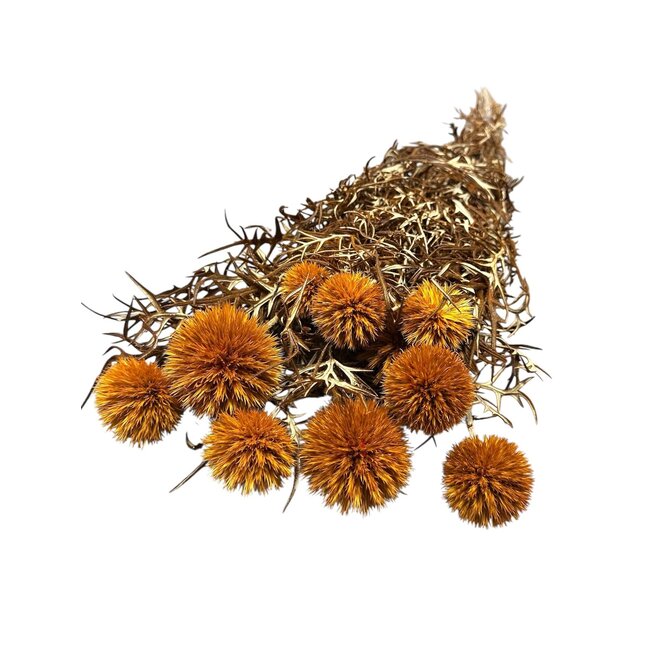 Oranje Echinops XL gepreserveerde bloemen | Lengte ± 65 centimeter | Gewicht ± 350 gram | Per 10 takken