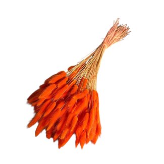 Dolce Vita Oranje Lagurus droogbloemen | Lengte ± 70 centimeter | Gewicht ± 100 gram