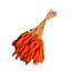Orange Lagurus dried flowers | Length ± 70 centimetres | Weight ± 100 grams