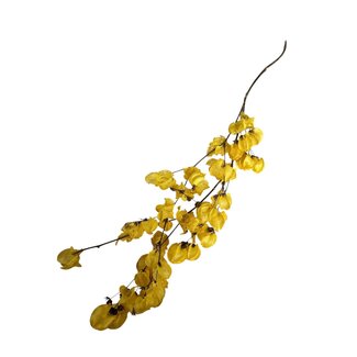 Dutch Dried Gele Bougainvillea droogbloemen | Lengte ± 45 centimeter | Gewicht ± 35 gram