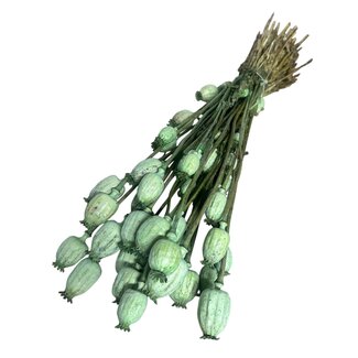 Dutch Dried Groene Papaver Somniferum droogbloemen | Lengte ± 65 centimeter | Gewicht ± 200 gram