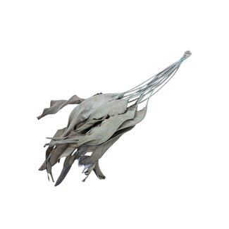 Dutch Dried Natürlich getrocknete Strelitzia-Blätter | Länge ± 70 Zentimeter | Pro 10 Stiele