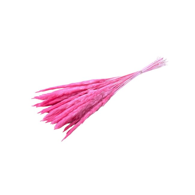 Pink Fluffy Pampas plumes | Length ± 60 centimetres | Per 20 stems