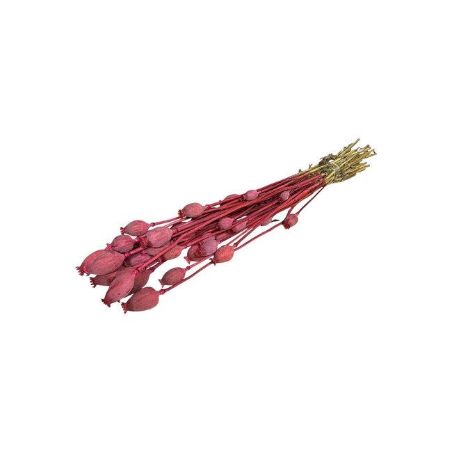 Cherry-coloured Papaver Somniferum dried flowers | Length ± 65 centimetres | Weight ± 200 grams