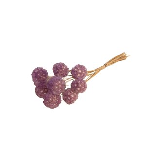 Casa Alegria Fleurs séchées Scabiosa violettes | Longueur ± 30 centimètres | Par 10 tiges