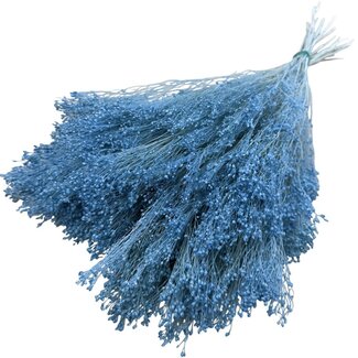 Dolce Vita Fleurs séchées Broom Bloom bleu clair | Longueur ± 55 centimètres | Poids 125 grammes