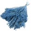 Fleurs séchées Broom Bloom bleu clair | Longueur ± 55 centimètres | Poids 125 grammes