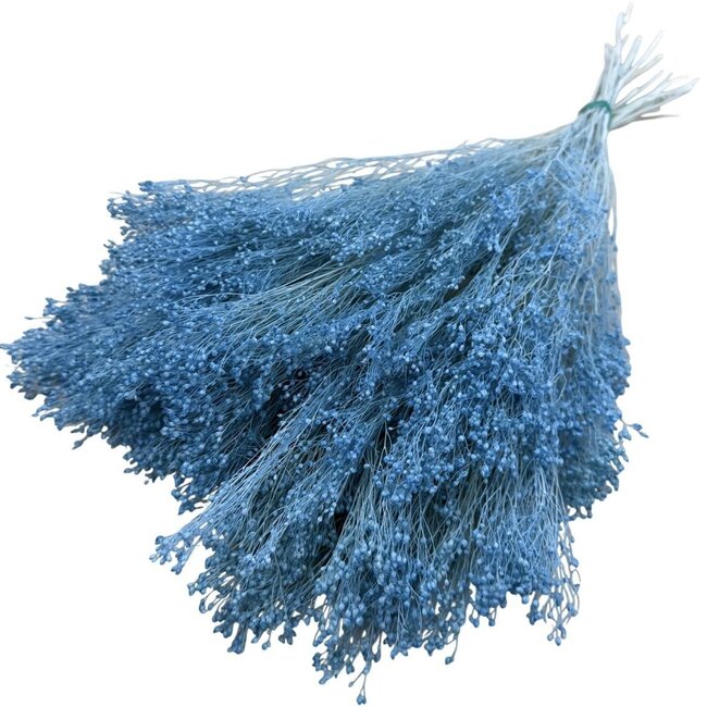 Fleurs séchées Broom Bloom bleu clair | Longueur ± 55 centimètres | Poids 125 grammes