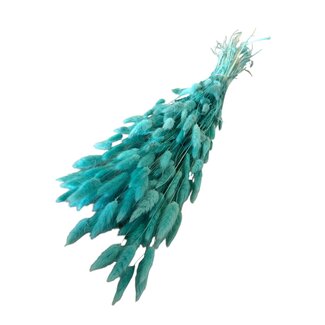Casa Alegria Aquablauwe Lagurus droogbloemen | Lengte ± 70 centimeter | Gewicht ± 100 gram