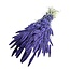 Dark Purple Setaria Dried Flowers | Length ± 70 centimetres | Weight ± 150 grams