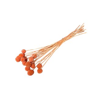Casa Alegria Salmon-coloured bleached Craspedia dried flowers | Length ± 60 centimetres | Per 20 stems